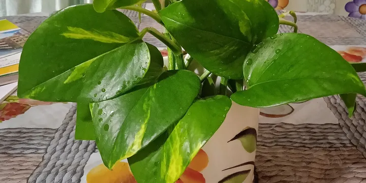 How to Acclimate a New Houseplant Without Shocking It