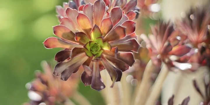 How to Care for an Aeonium