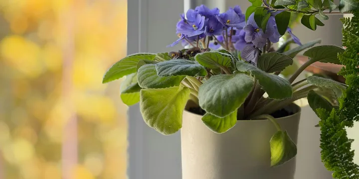 How to Care for an African Violet