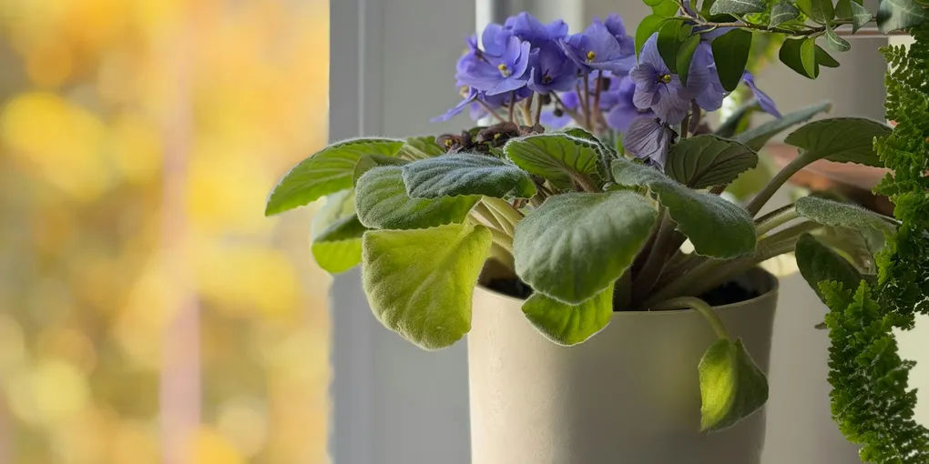How to Care for an African Violet