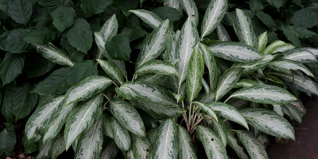 How to Care for an Aglaonema (Chinese Evergreen)