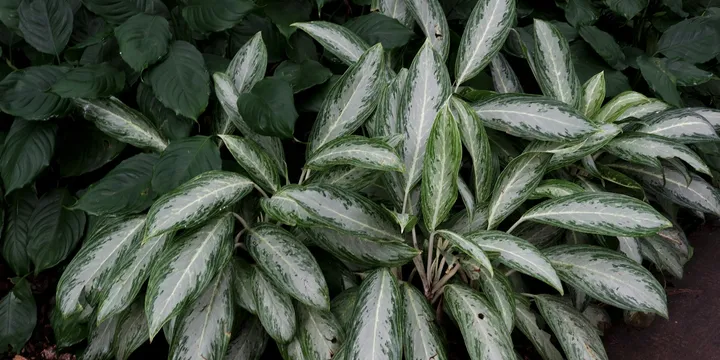 How to Care for an Aglaonema (Chinese Evergreen)