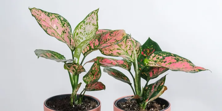 How to Care for an Aglaonema Pictum Tricolor