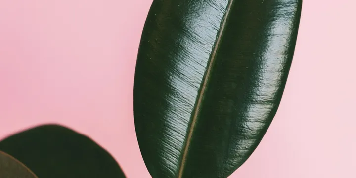 How to Air Layer a Leggy Houseplant