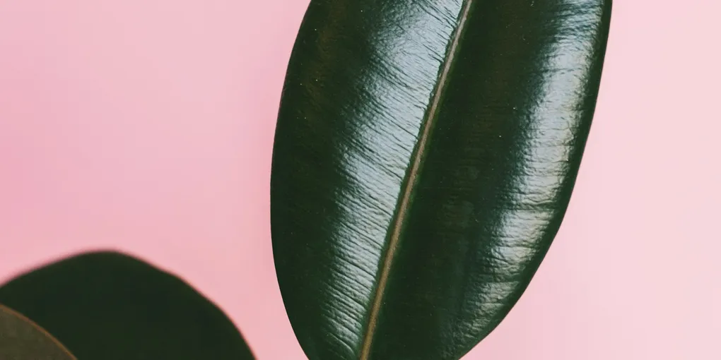 How to Air Layer a Leggy Houseplant