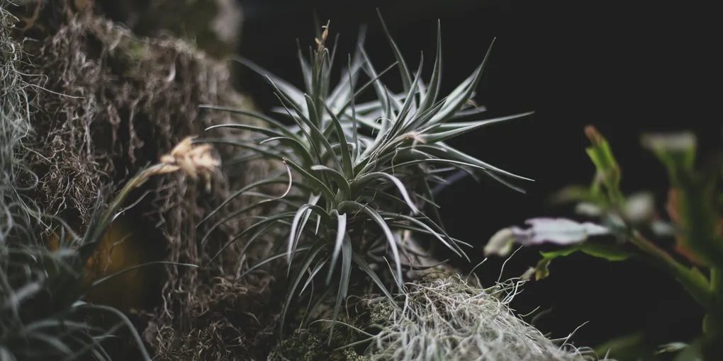 How to Care for Air Plants (Tillandsia)