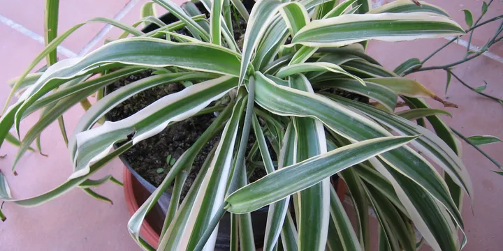 The Best Air-Purifying Houseplants (and What the Science Actually Says)
