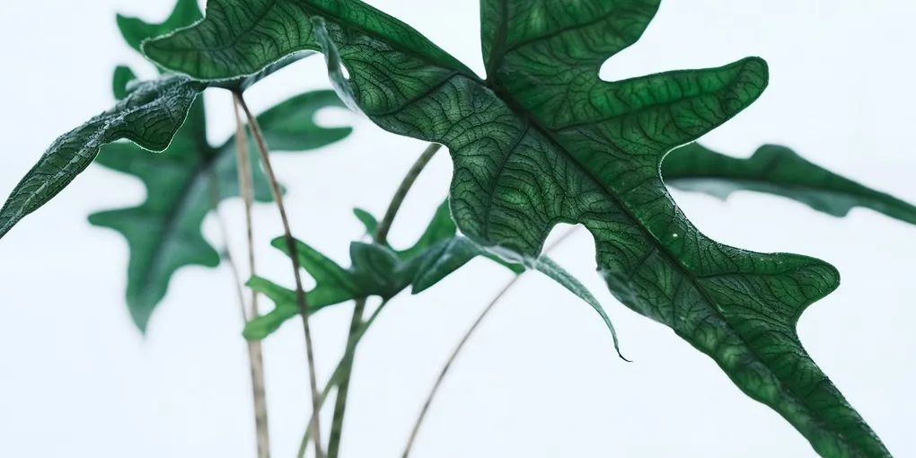 How to Care for an Alocasia