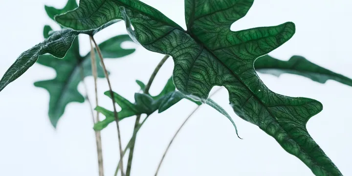 How to Care for an Alocasia