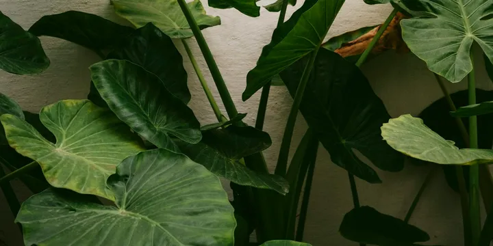 How to Care for an Alocasia Cuprea
