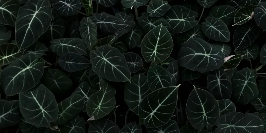 How to Care for an Alocasia Dragon Scale