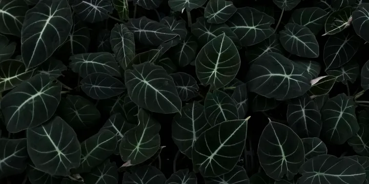 How to Care for an Alocasia Dragon Scale