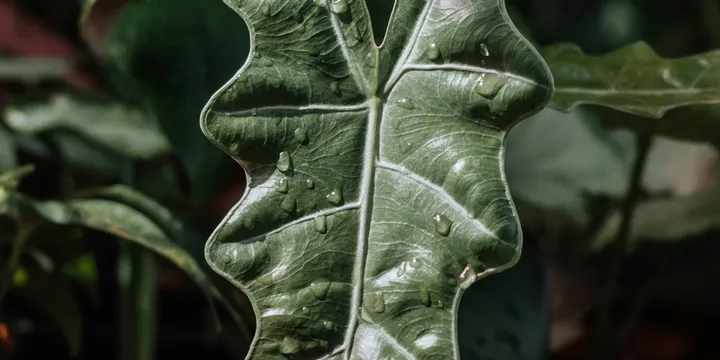 How to Care for an Alocasia Frydek