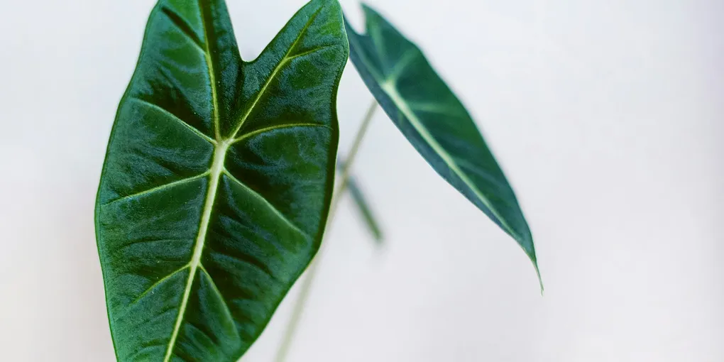 How to Care for an Alocasia Silver Dragon