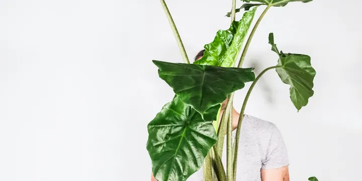 How to Care for an Alocasia Stingray