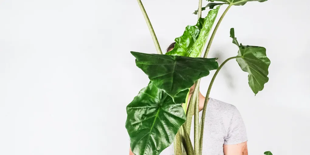How to Care for an Alocasia Stingray