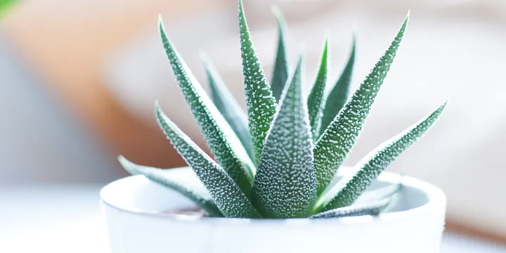 How to Care for an Aloe Vera Plant