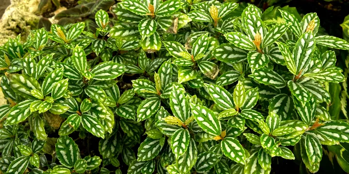 How to Care for an Aluminum Plant