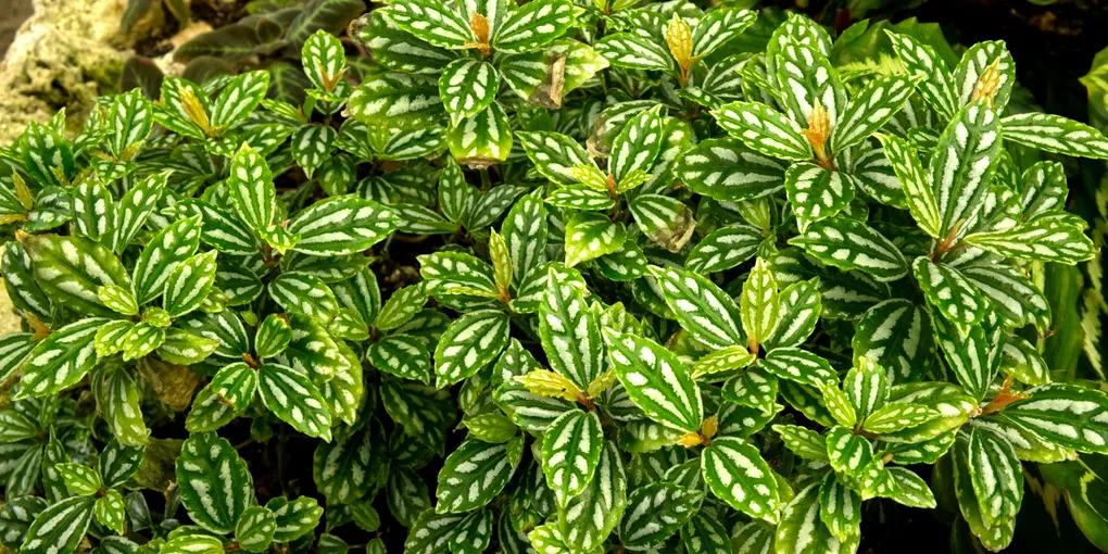 How to Care for an Aluminum Plant