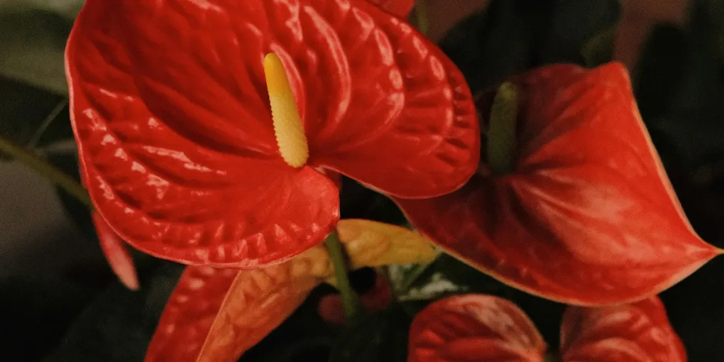 How to Care for an Anthurium