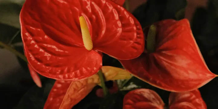 How to Care for an Anthurium