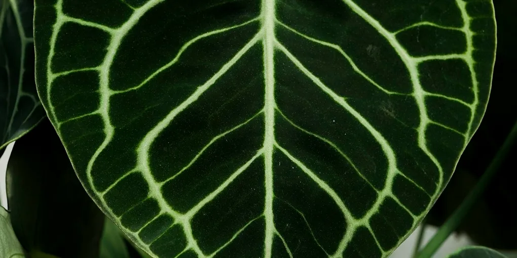 How to Care for an Anthurium Clarinervium