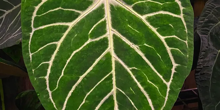 How to Care for an Anthurium Crystallinum