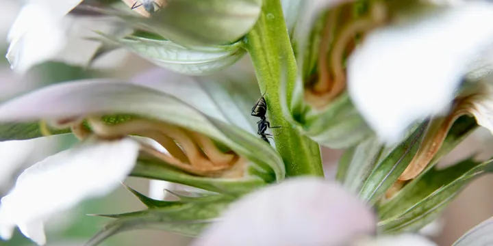 How to Get Rid of Ants on Houseplants