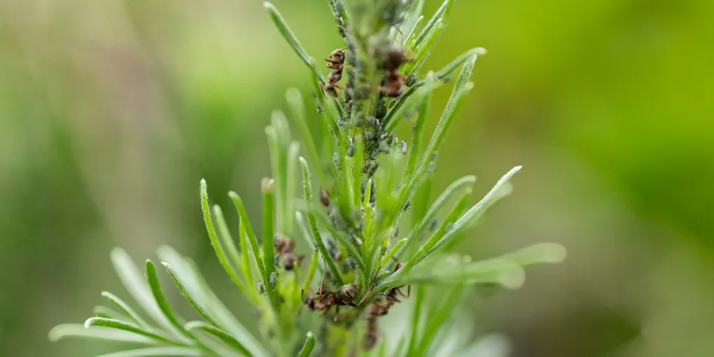 How to Get Rid of Aphids on Houseplants