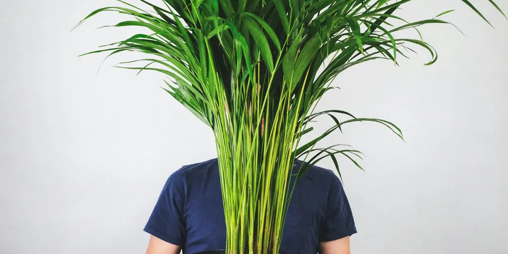 How to Care for an Areca Palm