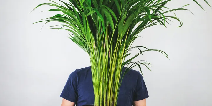 How to Care for an Areca Palm