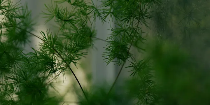 How to Care for an Asparagus Fern
