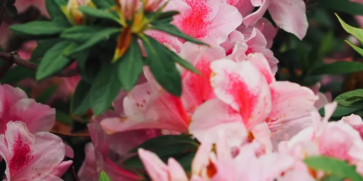 How to Care for an Azalea