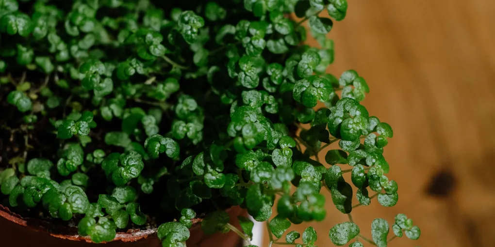 How to Care for Baby Tears (Soleirolia soleirolii)