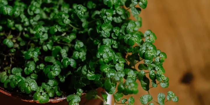 How to Care for Baby Tears (Soleirolia soleirolii)