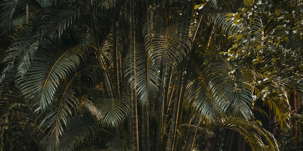 How to Care for a Bamboo Palm