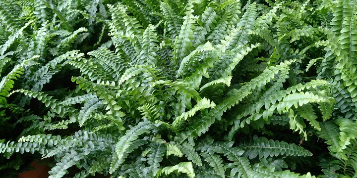 The Best Houseplants for Bathrooms