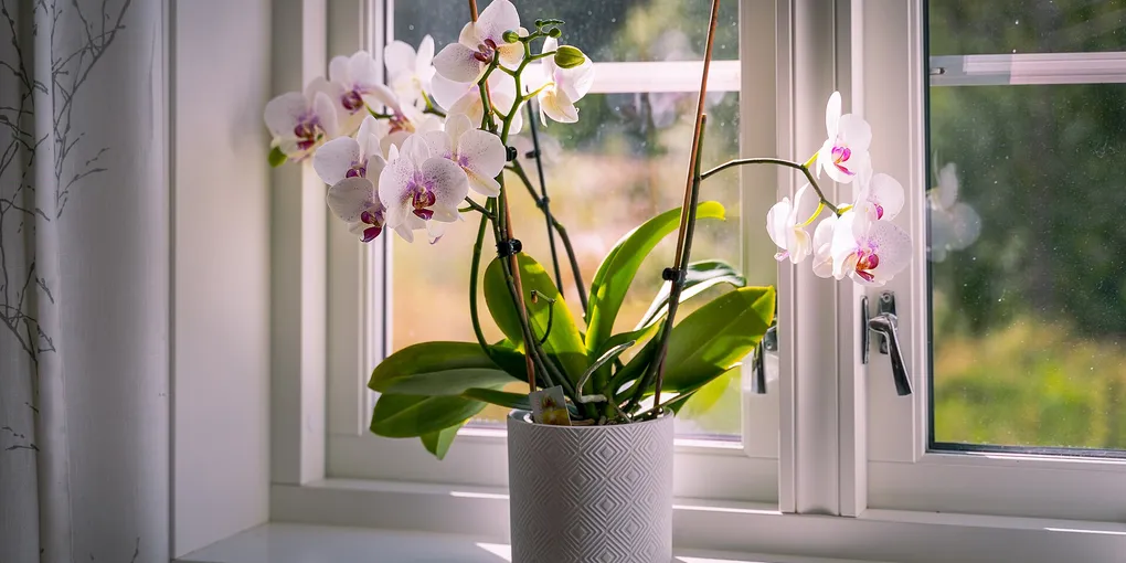 The Best Houseplants for Bedrooms