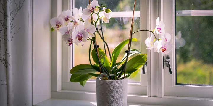 The Best Houseplants for Bedrooms