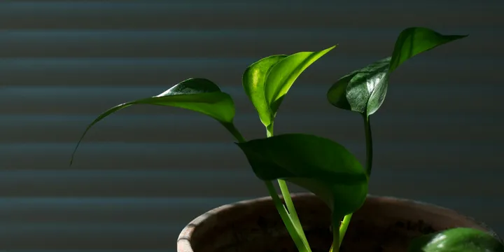 7 Hard-to-Kill Houseplants for Beginners