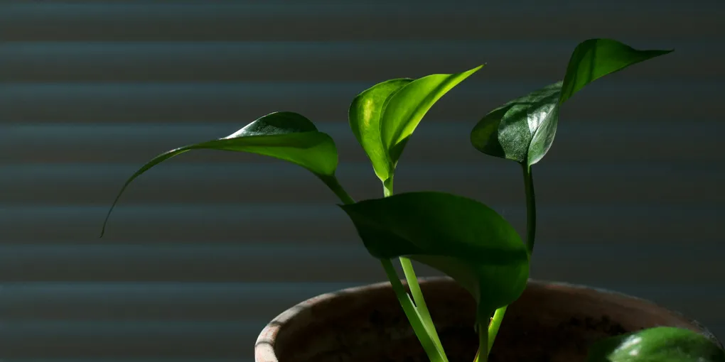 7 Hard-to-Kill Houseplants for Beginners