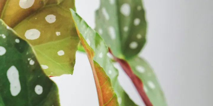 How to Care for a Begonia Maculata (Polka Dot Begonia)
