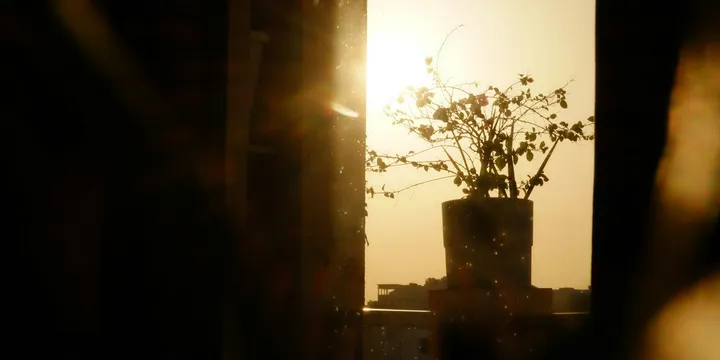 What's the Best Time of Day to Water Houseplants?