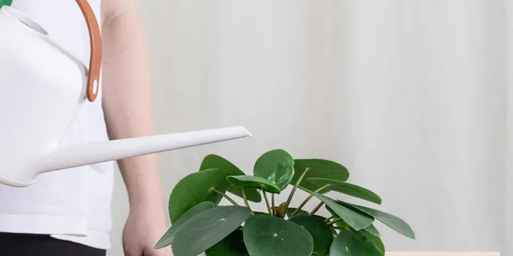 What's the Best Water for Houseplants? Tap vs. Filtered vs. Distilled