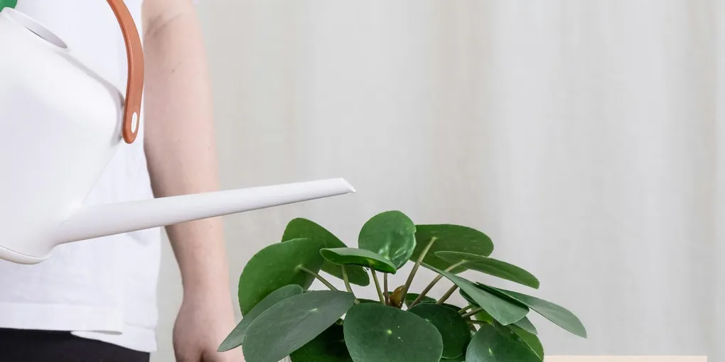 What's the Best Water for Houseplants? Tap vs. Filtered vs. Distilled