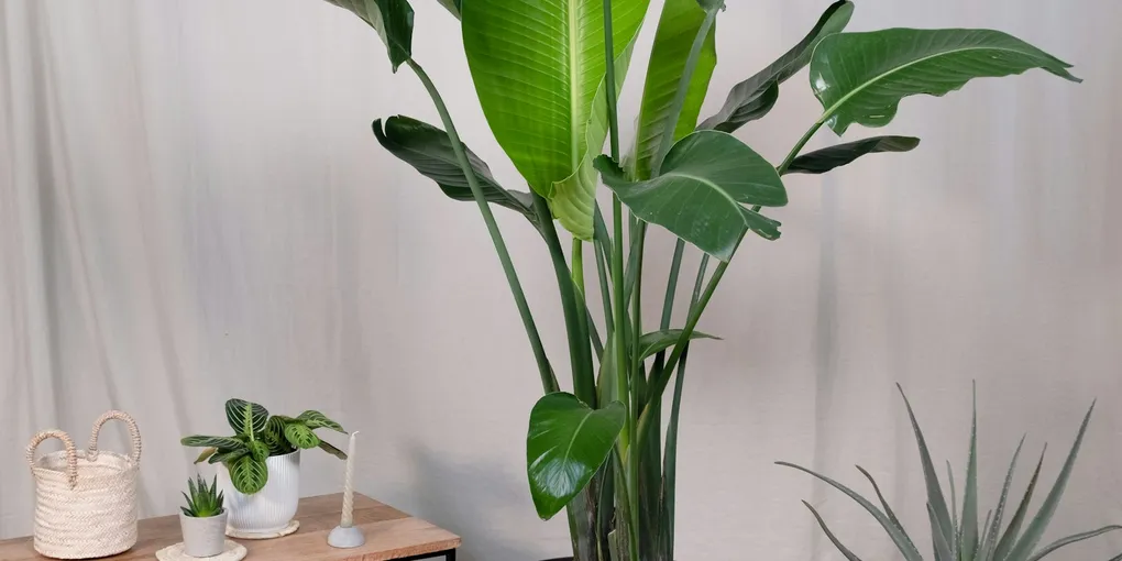 How to Care for a Bird of Paradise