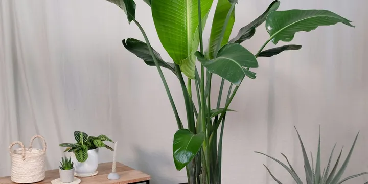 How to Care for a Bird of Paradise