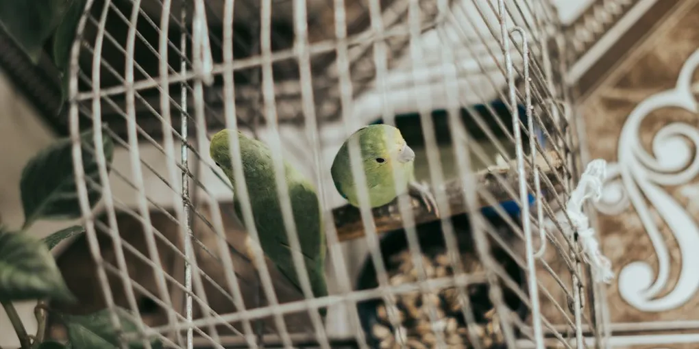 Best Non-Toxic Houseplants for Birds