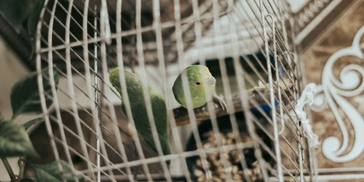 Best Non-Toxic Houseplants for Birds