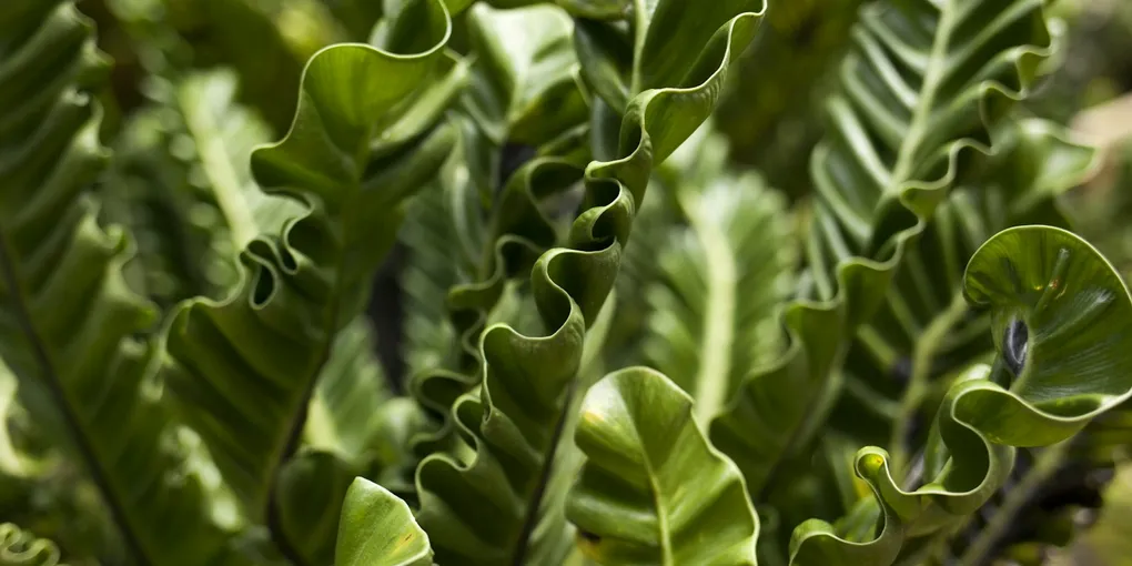 How to Care for a Bird's Nest Fern